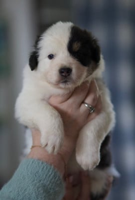 Les chiots de Berger Australien