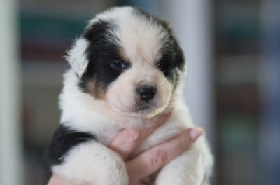 Les chiots de Berger Australien