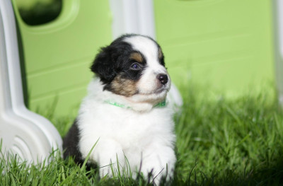 Les chiots de Berger Australien