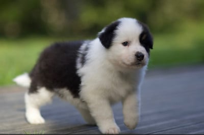 Les chiots de Berger Australien