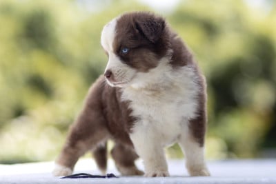 Les chiots de Berger Australien