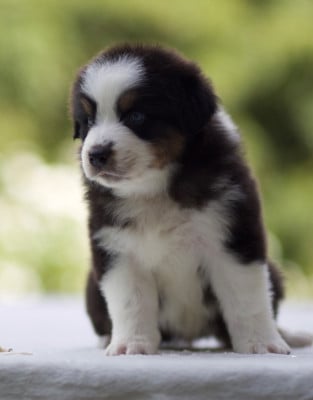 Les chiots de Berger Australien