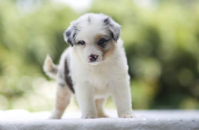 Les chiots de Berger Australien
