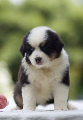 Les chiots de Berger Australien
