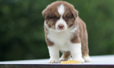 Les chiots de Berger Australien