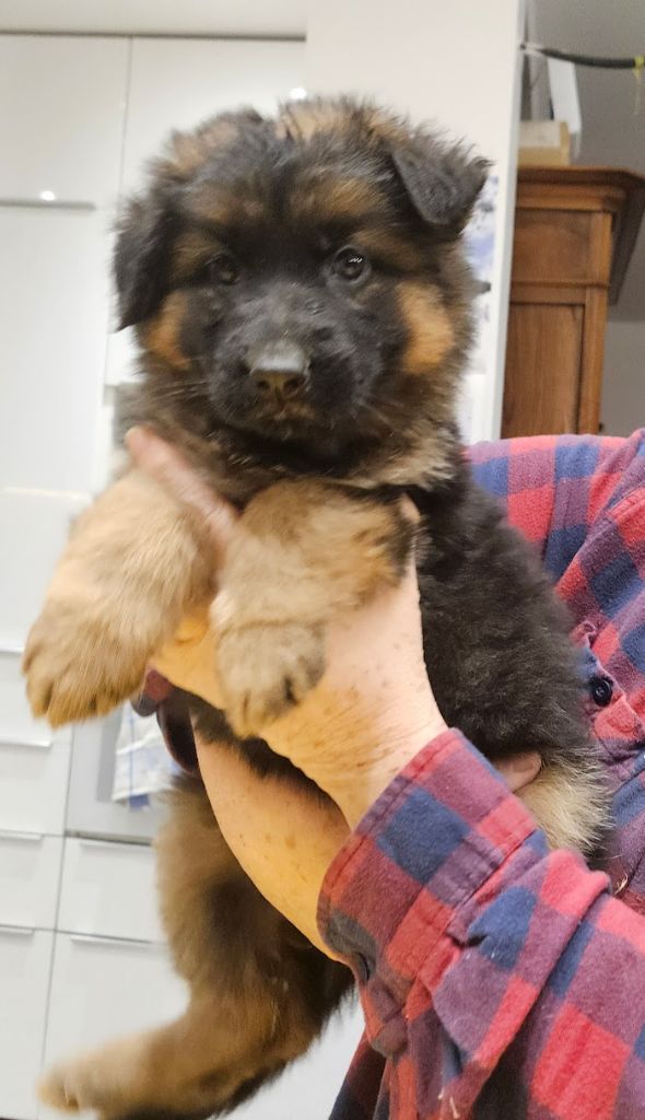 Chiot Berger Allemand A Poil Long