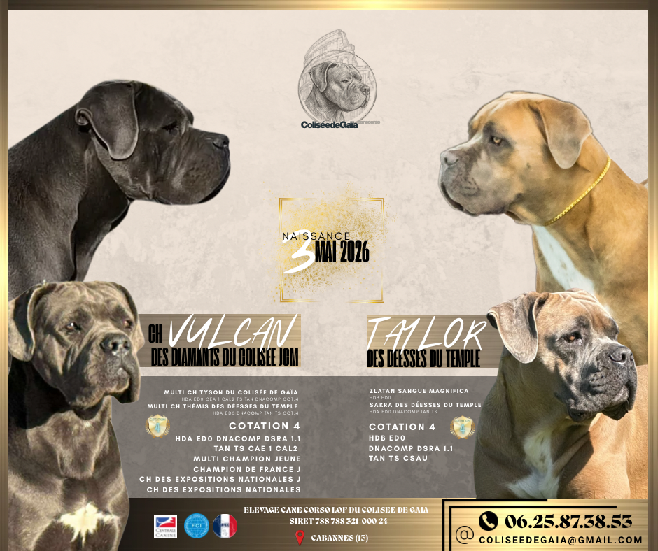 Cane Corso - Du Colisée De Gaïa