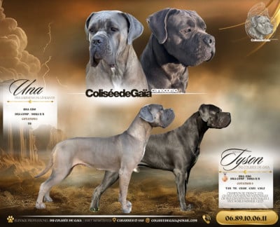 Les chiots de Cane Corso