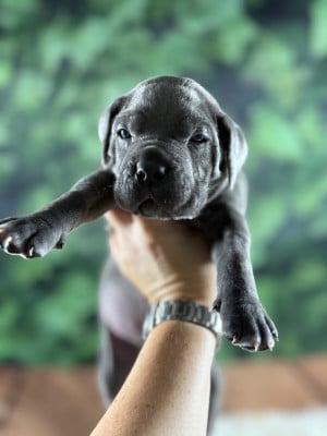 Les chiots de Cane Corso