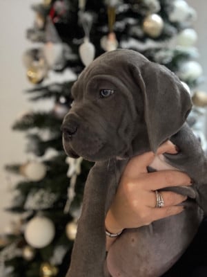 Les chiots de Cane Corso