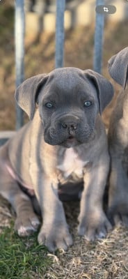 Les chiots de Cane Corso