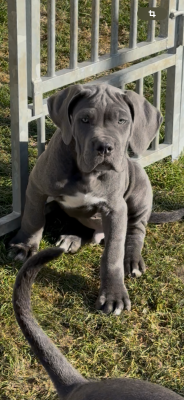 Les chiots de Cane Corso