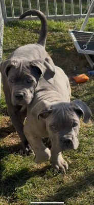Les chiots de Cane Corso