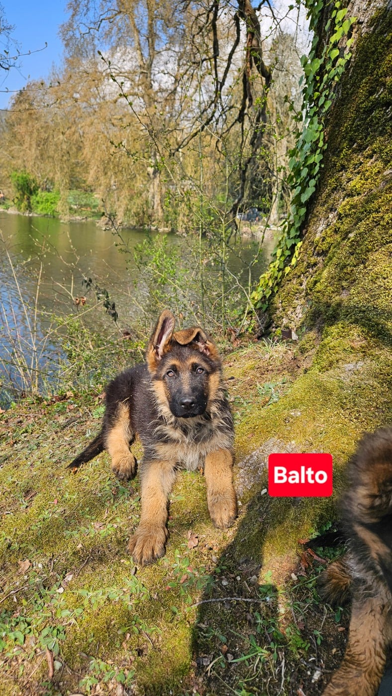 Balto - Berger Allemand