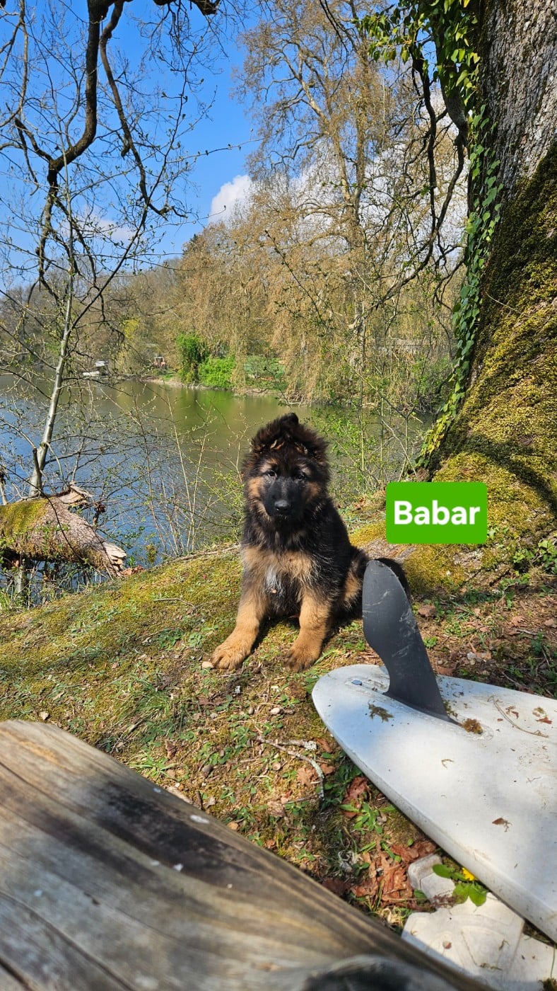 Babar - Berger Allemand