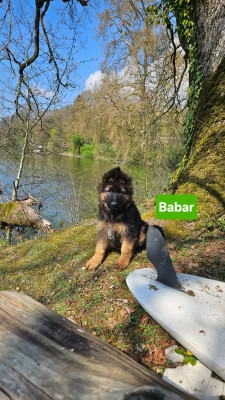 Les chiots de Berger Allemand