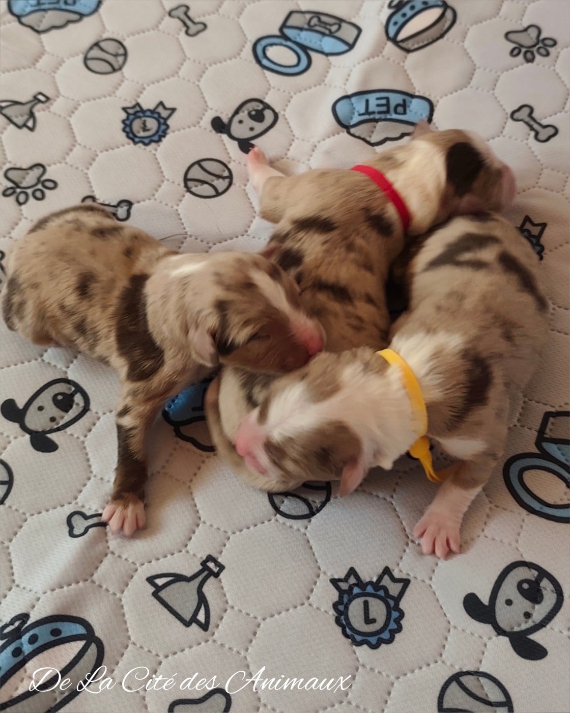 CHIOT 2 - Berger Australien