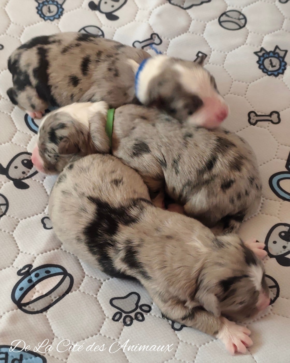 CHIOT 4 - Berger Australien