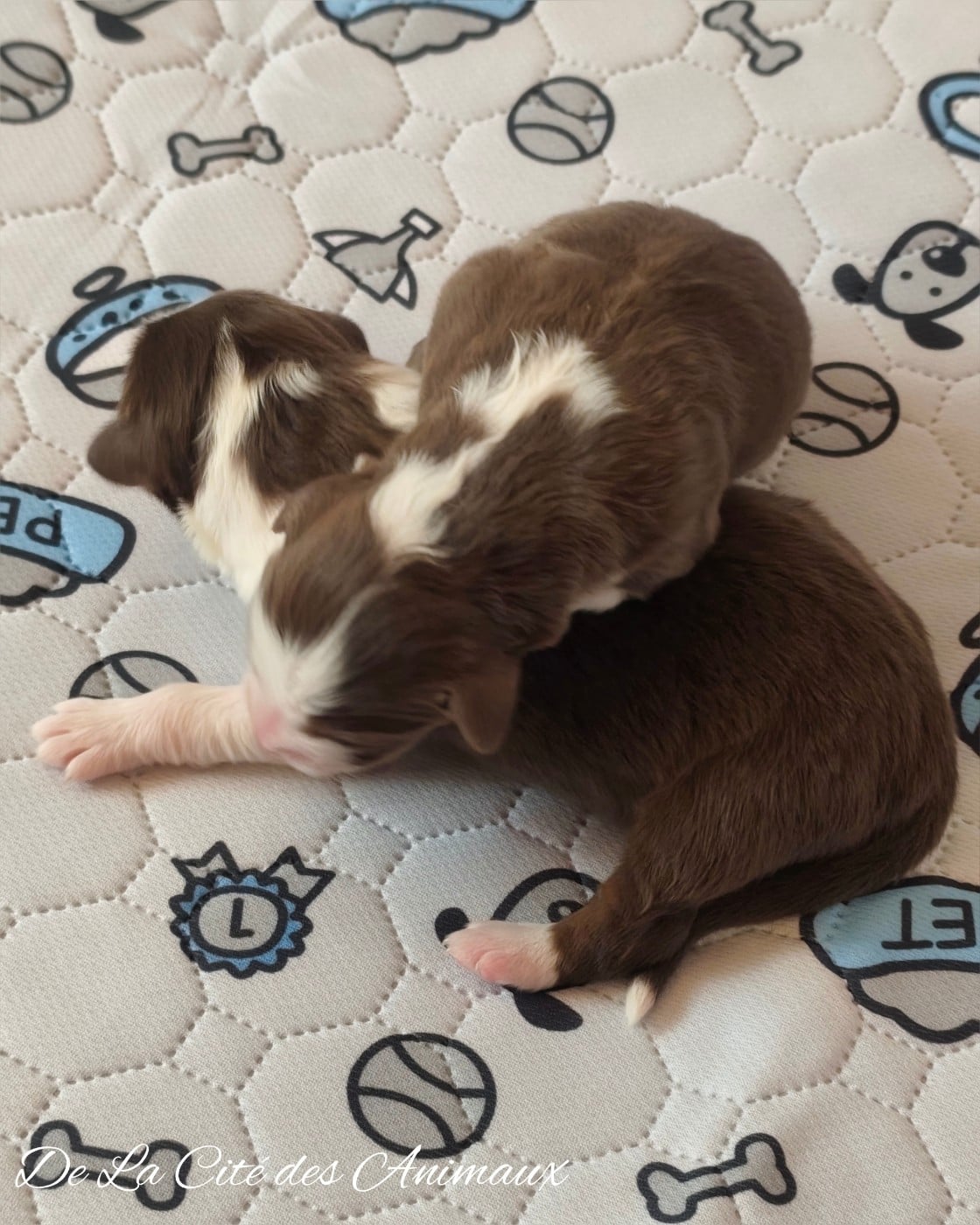 CHIOT 8 - Berger Australien