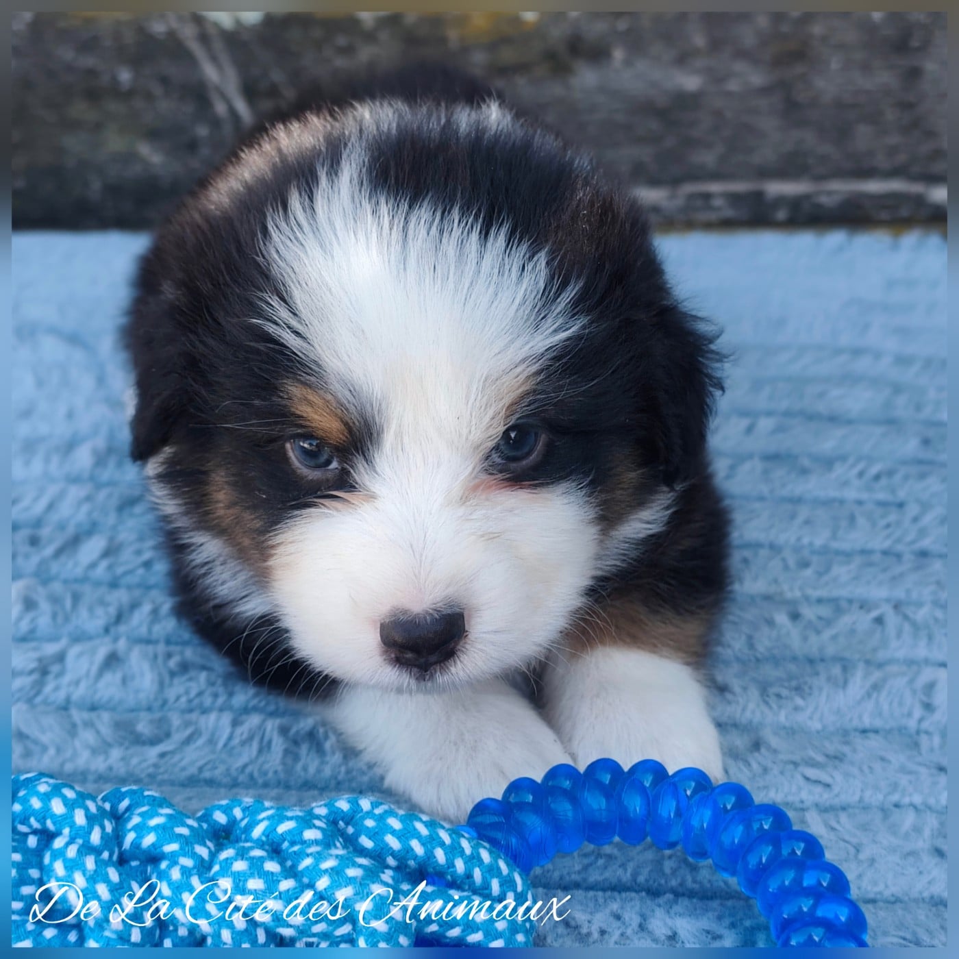 Baby Blue