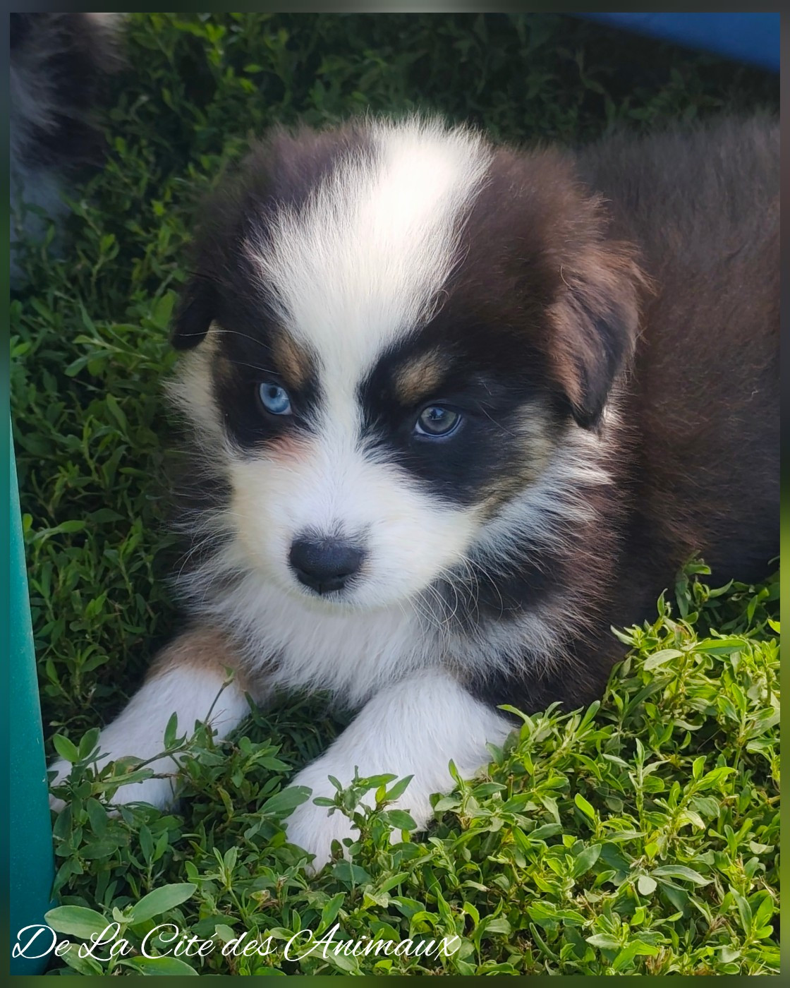 Baby Black