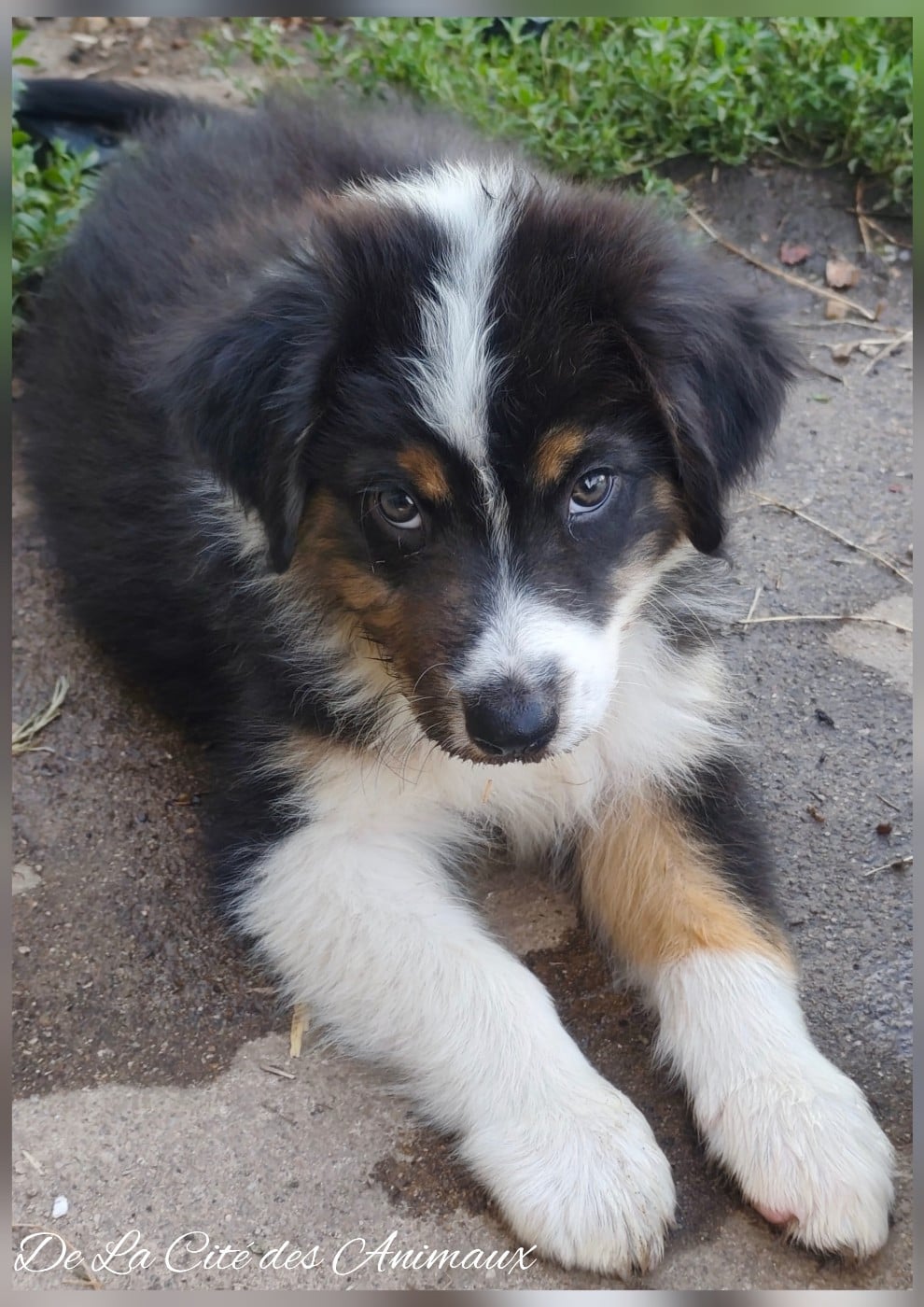 Bob De La Cité des Animaux