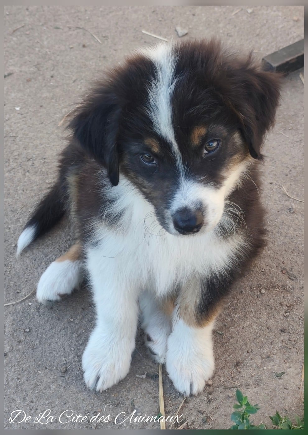 Bob De La Cité des Animaux