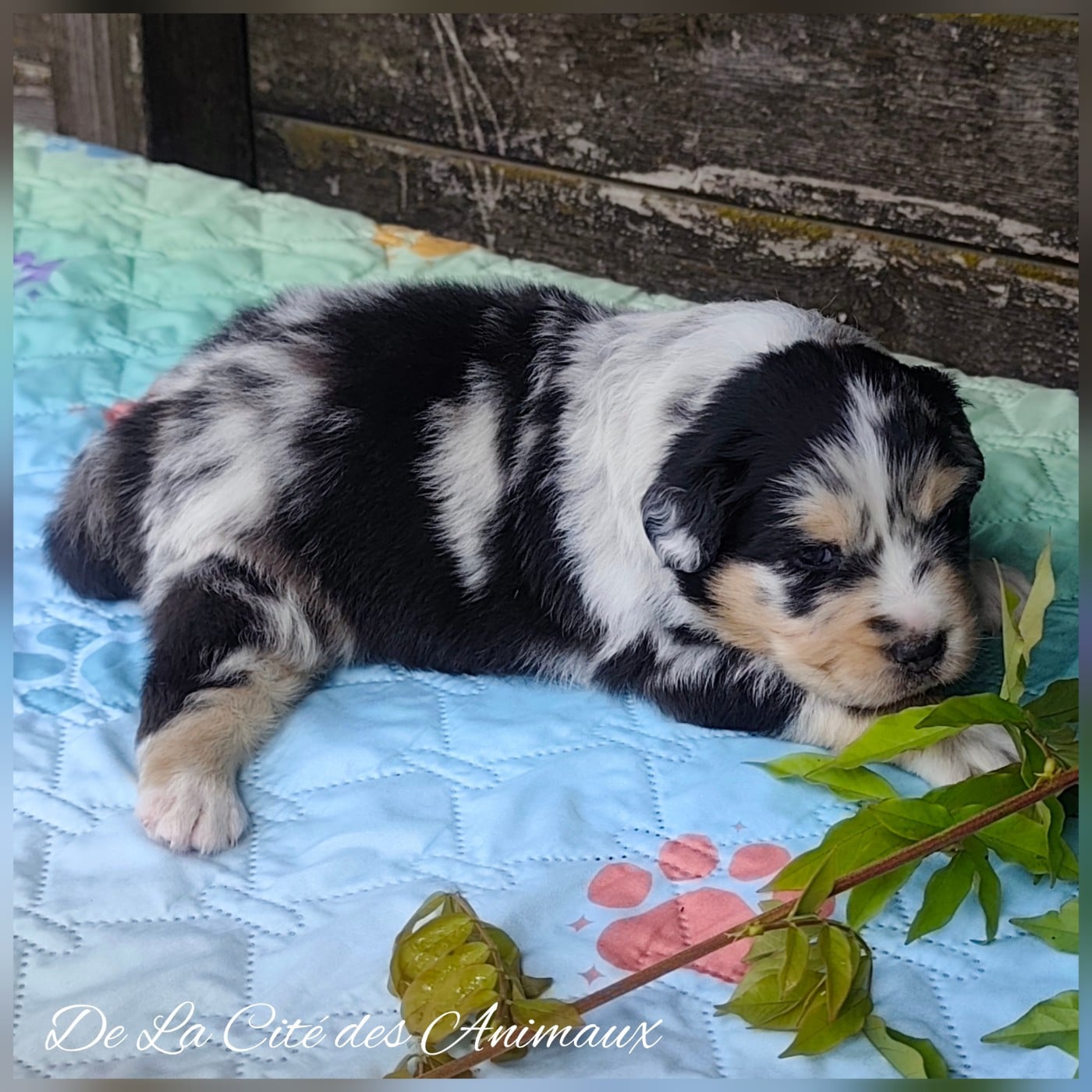 Mâle Bleu Merle
