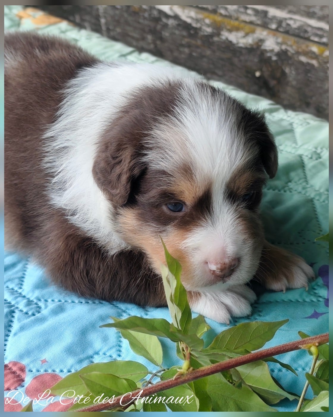 CHIOT 3 / Mâle Rouge Merle