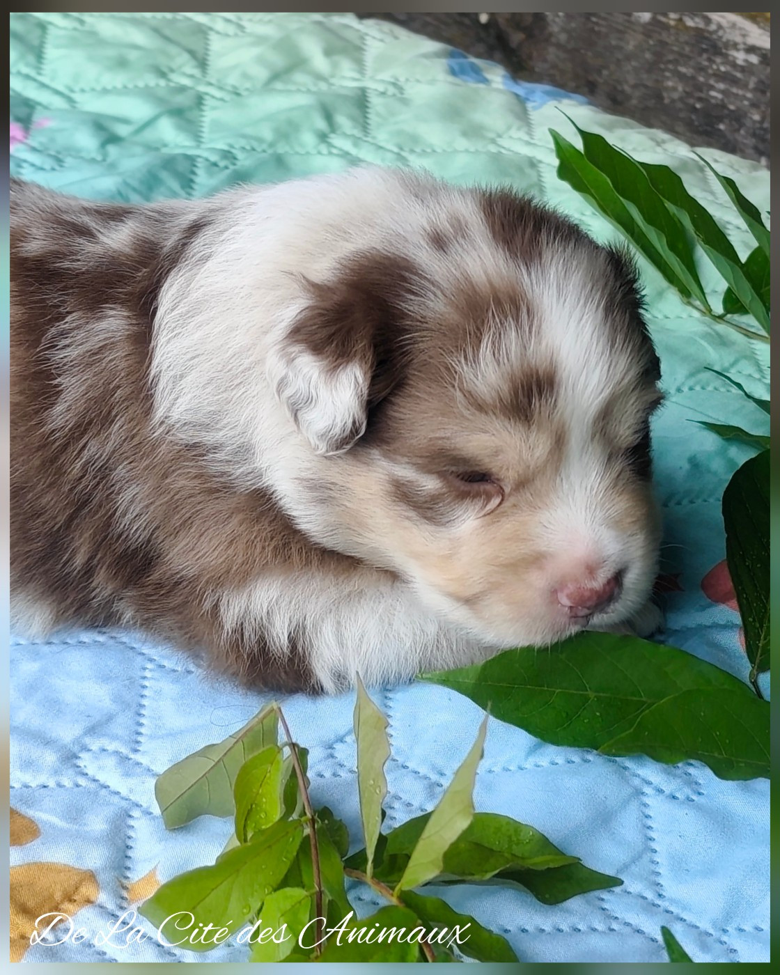 CHIOT 4 / Mâle Rouge Merle
