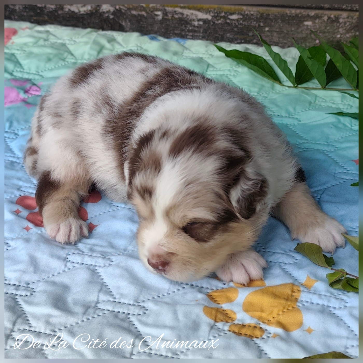 CHIOT 4 / Mâle Rouge Merle