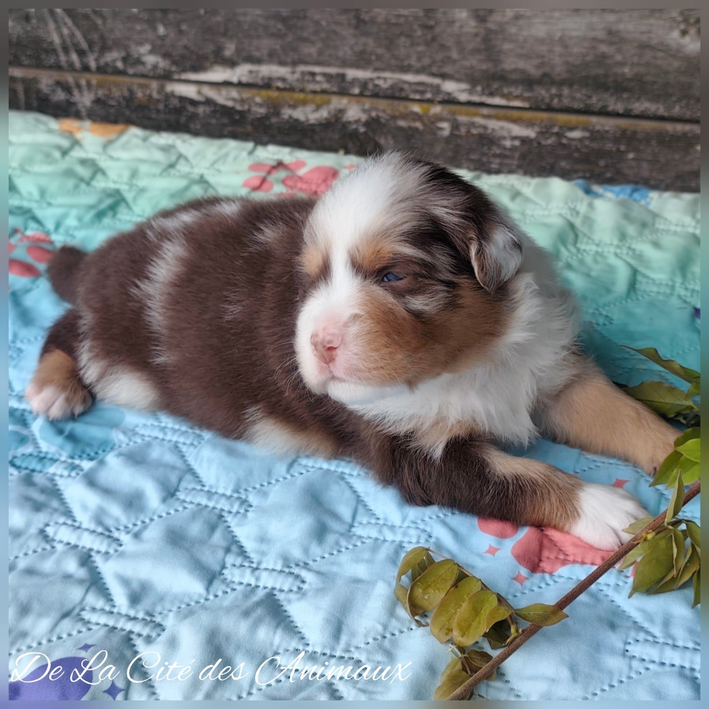 CHIOT 3 / Mâle Rouge Merle