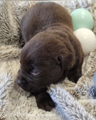 Les chiots de Labrador Retriever