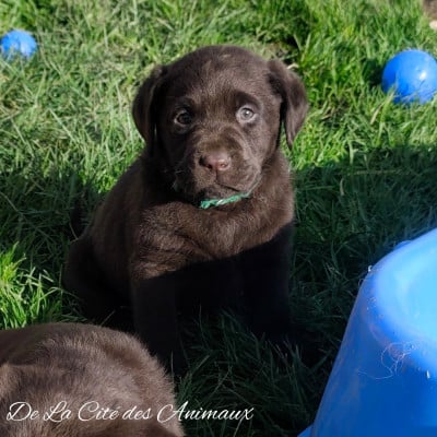 Les chiots de Labrador Retriever