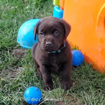Les chiots de Labrador Retriever