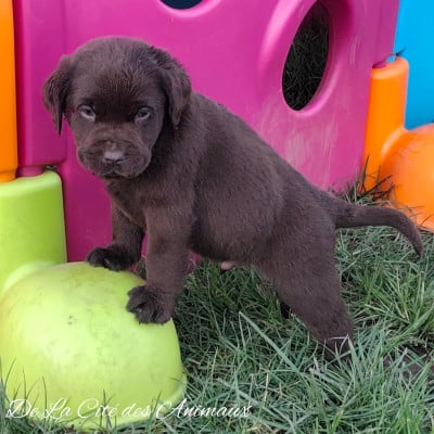 Les chiots de Labrador Retriever