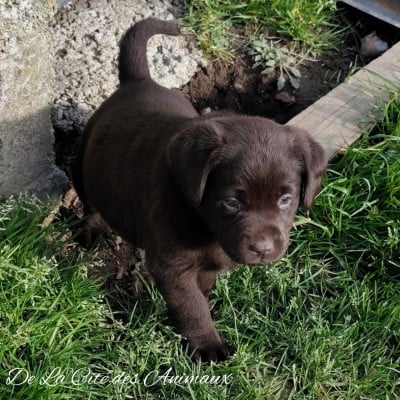 Les chiots de Labrador Retriever