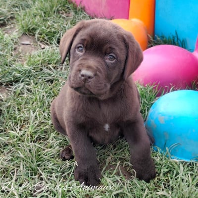Les chiots de Labrador Retriever