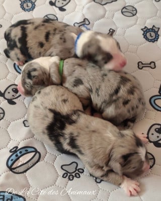 Les chiots de Berger Australien