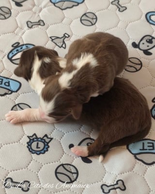 Les chiots de Berger Australien
