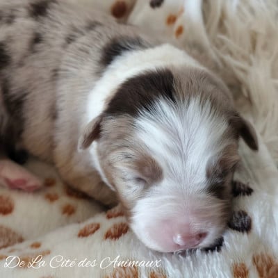 Les chiots de Berger Australien
