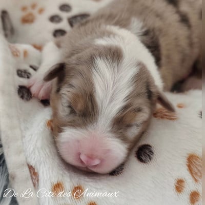 Les chiots de Berger Australien