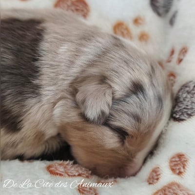 Les chiots de Berger Australien