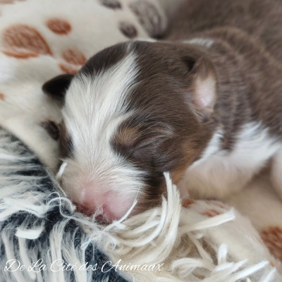 Les chiots de Berger Australien