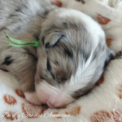 Les chiots de Berger Australien