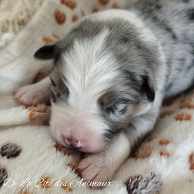 Les chiots de Berger Australien