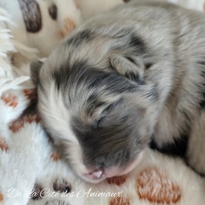 Les chiots de Berger Australien
