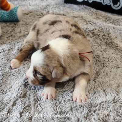 Les chiots de Berger Australien