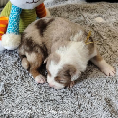 Les chiots de Berger Australien