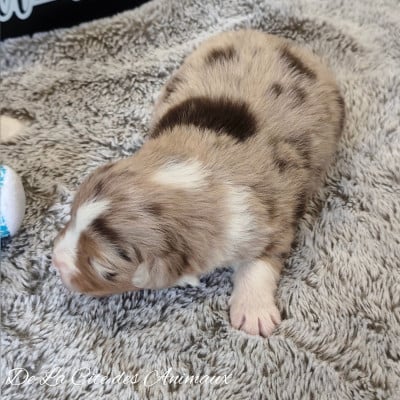 Les chiots de Berger Australien